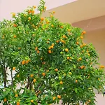 Harmony 4*