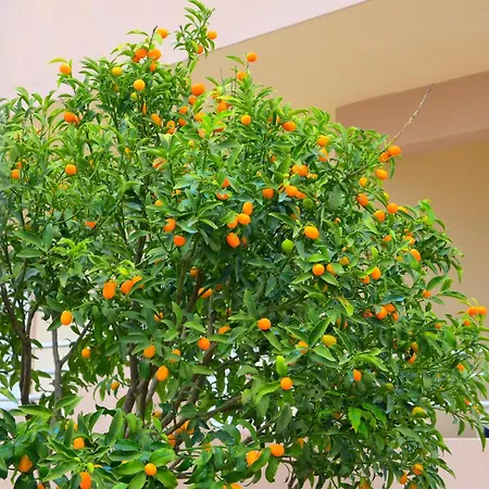 Harmony 4*